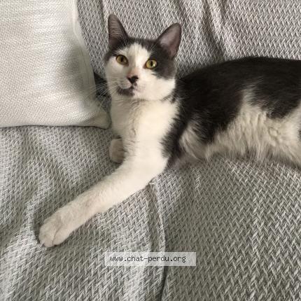 Foto 1/1 Gato encontrado Encontrado en Fontaine