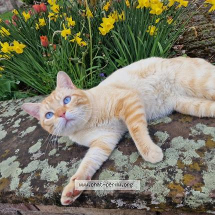 Foto 1/1 Olaf Chat perdido en Wiesviller