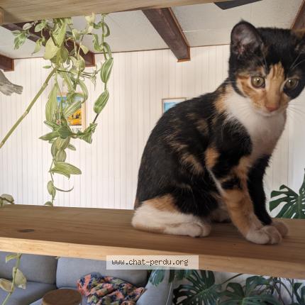 Foto 1/1 Salem Chat perdido en Chateauroux les alpes