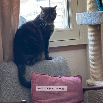 Foto 1/2 SMITHI Chat perdido en Vendome