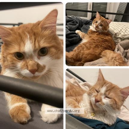 Foto 1/1 Naoki Chat perdido en Paris