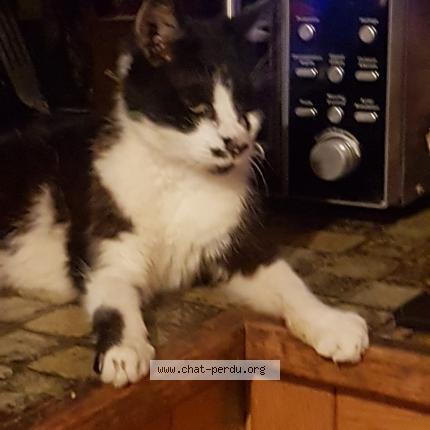 Foto 1/1 MITENE Chat perdido en Vaujours