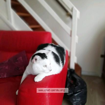 Foto 1/1 Gato encontrado Perdido en Mouen