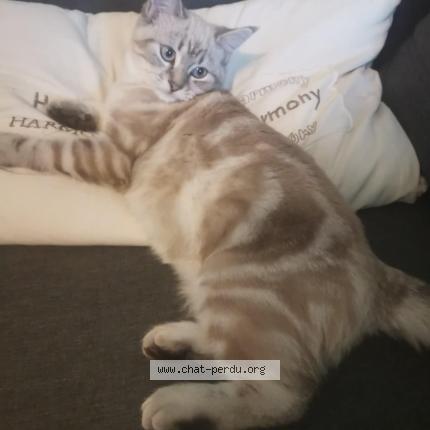 Foto 1/1 Lova Chat perdido en St jean de liversay