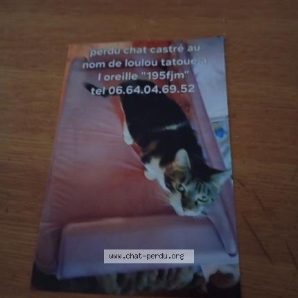 Foto 1/1 Loulou Chat perdido en Saint eloy les mines