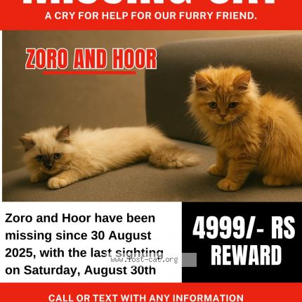 Foto 1/1 Zoro hoor Chat perdido en Bangalore