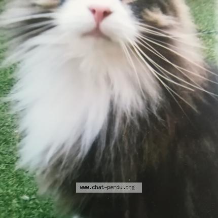 Foto 1/1 Santino Ricci Chat perdido en Angers