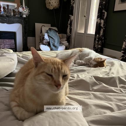 Foto 1/1 CHERI Chat perdido en Tours