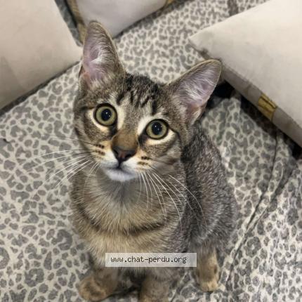 Foto 1/1 Nala Chat perdido en Marseille