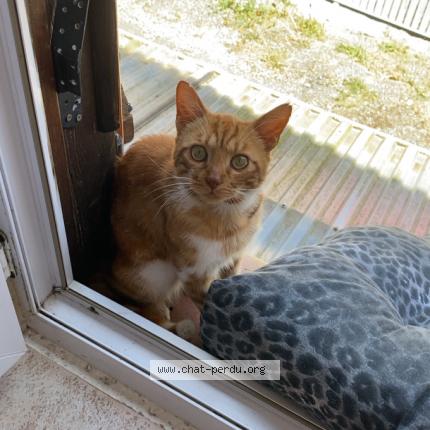 Foto 1/1 Mon petit Chat perdido en Saint denis