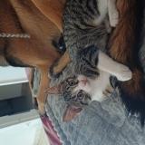 Foto del gato perdido en Beaufort En Anjou