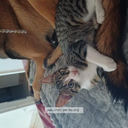 Foto 1/1 Apollo Chat perdido en Beaufort en anjou