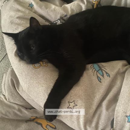 Foto 1/1 Kalia Chat perdido en Les sorinieres