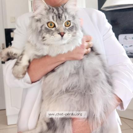 Foto 1/1 Alto Chat perdido en Couurcy