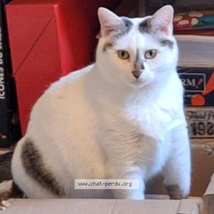 Foto 1/1 Camomille dite Simone Chat perdido en Strasbourg