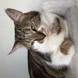 Foto del gato perdido en Alger