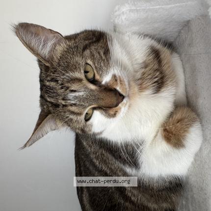 Foto 1/1 Princesse Chat perdido en Alger