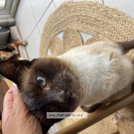 Foto 1/1 Didou Chat perdido en Villenave d ornon