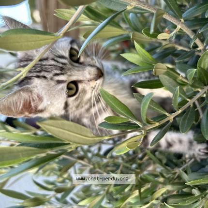 Foto 1/1 Gaby Chat perdido en Champagne sur seine