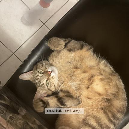 Foto 1/1 SIMBA Chat perdido en Chappes