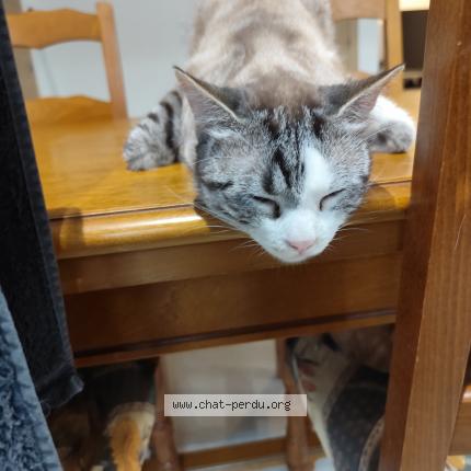 Foto 1/1 Gato encontrado Encontrado en Nimes