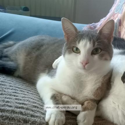 Foto 1/1 Clony Choupette Chat perdido en Moirans