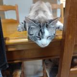 Foto del gato perdido en Nimes