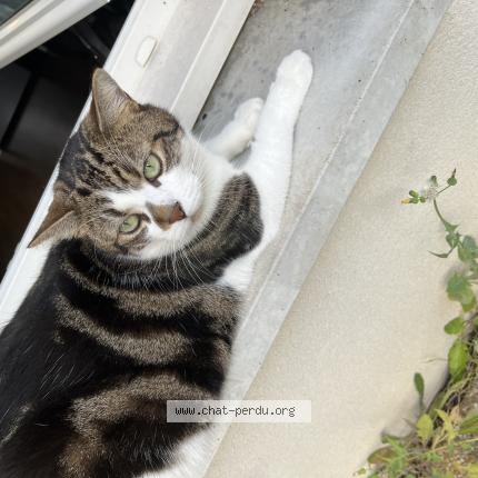 Foto 1/1 Miaous Chat perdido en Gennevilliers