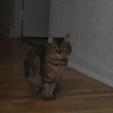 Foto del gato perdido en Angers