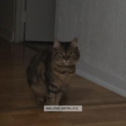 Foto 1/1 Peppa Chat perdido en Angers