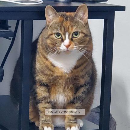 Foto 1/1 Ashley Chat perdido en Saint georges