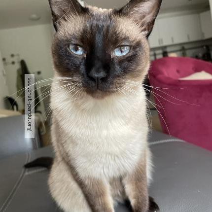 Foto 1/1 Milo Chat perdido en Boulogne billancourt