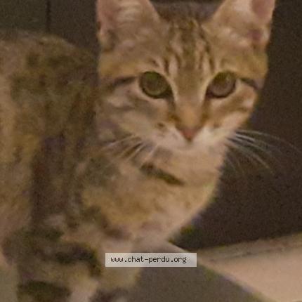 Foto 1/1 Mimine Chat perdido en Valence