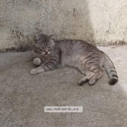 Foto 1/1 Micha Chat perdido en Canteleu