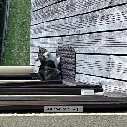 Foto 1/1 Gato encontrado Encontrado en Commelle vernay