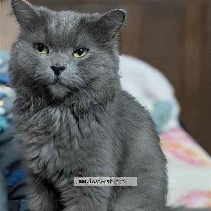 Foto 1/1 Saya Chat perdido en Lucknow