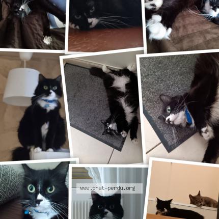 Foto 1/1 NALA Chat perdido en Mericourt