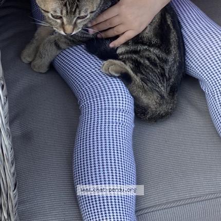 Foto 1/1 Minoru Chat perdido en Valence