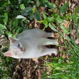 Foto del gato perdido en Leguevin