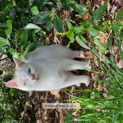 Foto 1/1 scotty Chat perdido en Leguevin