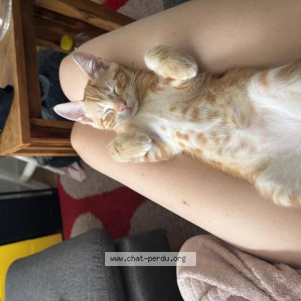 Foto 1/1 Saul Chat perdido en Bordeaux