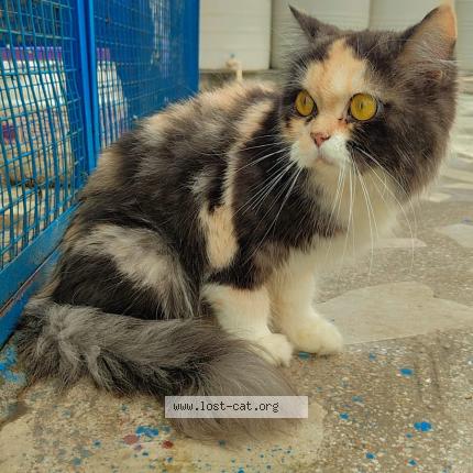 Foto 1/1 Lyka Chat perdido en Ghaziabad