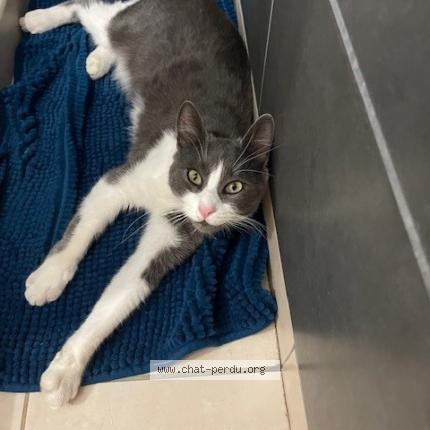 Foto 1/1 Fitou Chat perdido en Puylaurens