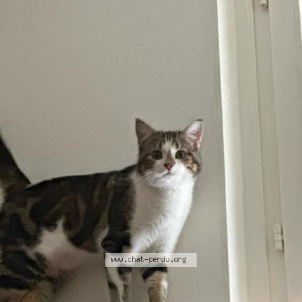 Foto 1/1 Loki Chat perdido en Fribourg