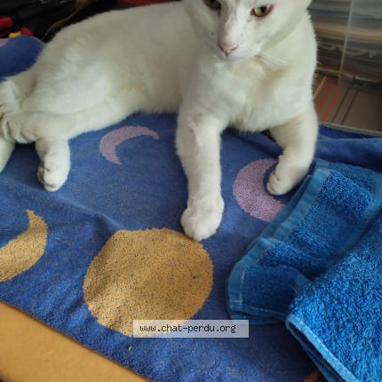 Foto 1/1 Charlie Chat perdido en Beauvais