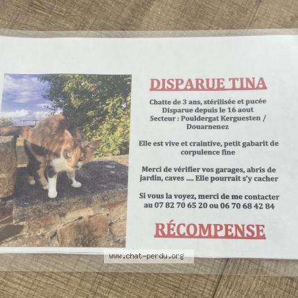 Foto 1/1 TINA Chat perdido en Pouldergat