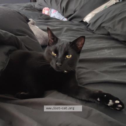 Foto 1/1 No name Chat perdido en West valley city