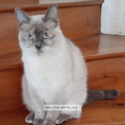 Foto 1/1 Iris Chat perdido en Quintin