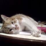 Foto del gato perdido en Castelnau De Medoc