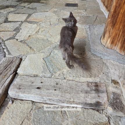 Foto 1/1 Gato encontrado Encontrado en Filinges